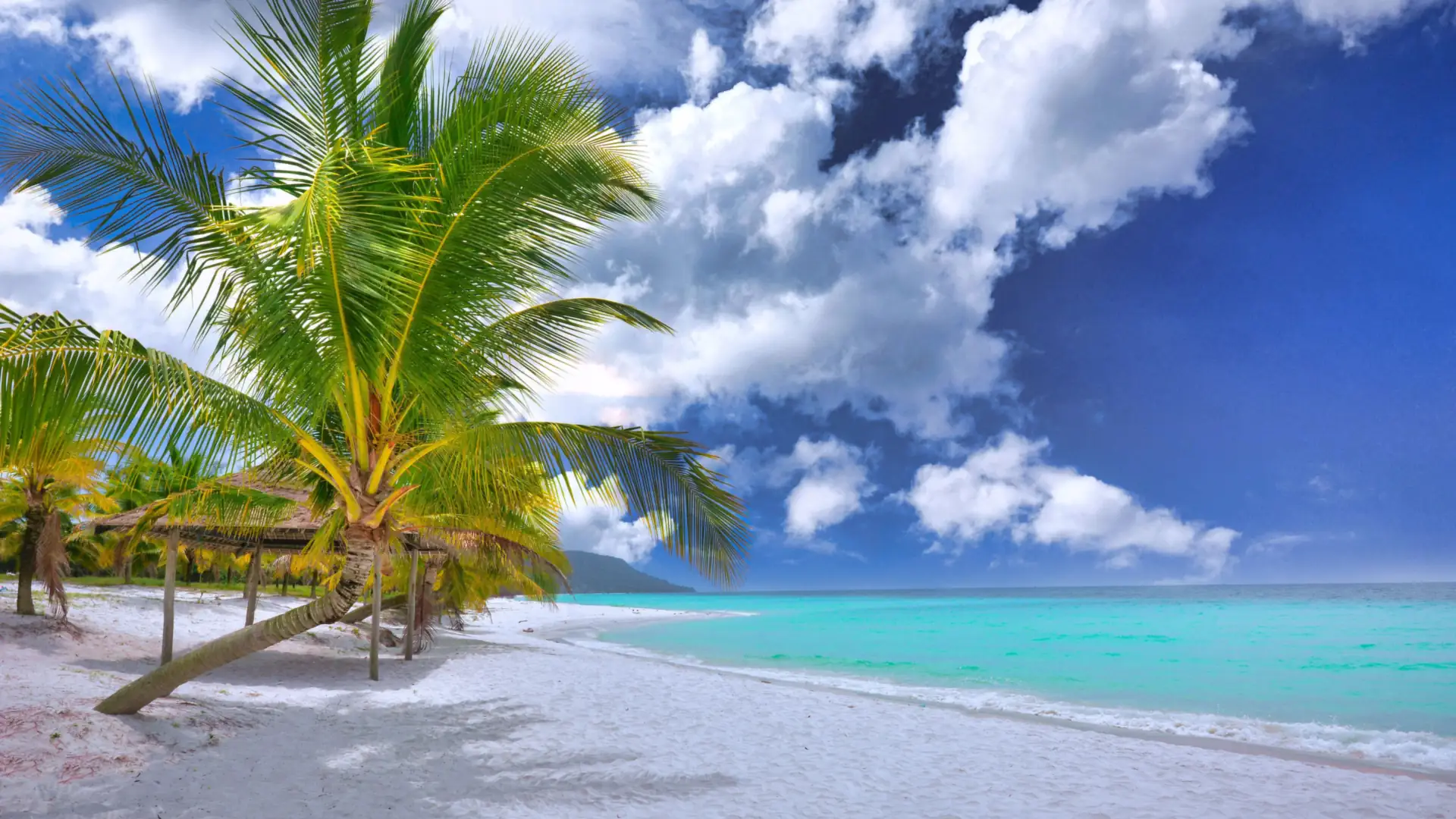 A calm turquoise Bahamian beach with pale sand and scattered palm trees under a bright sky