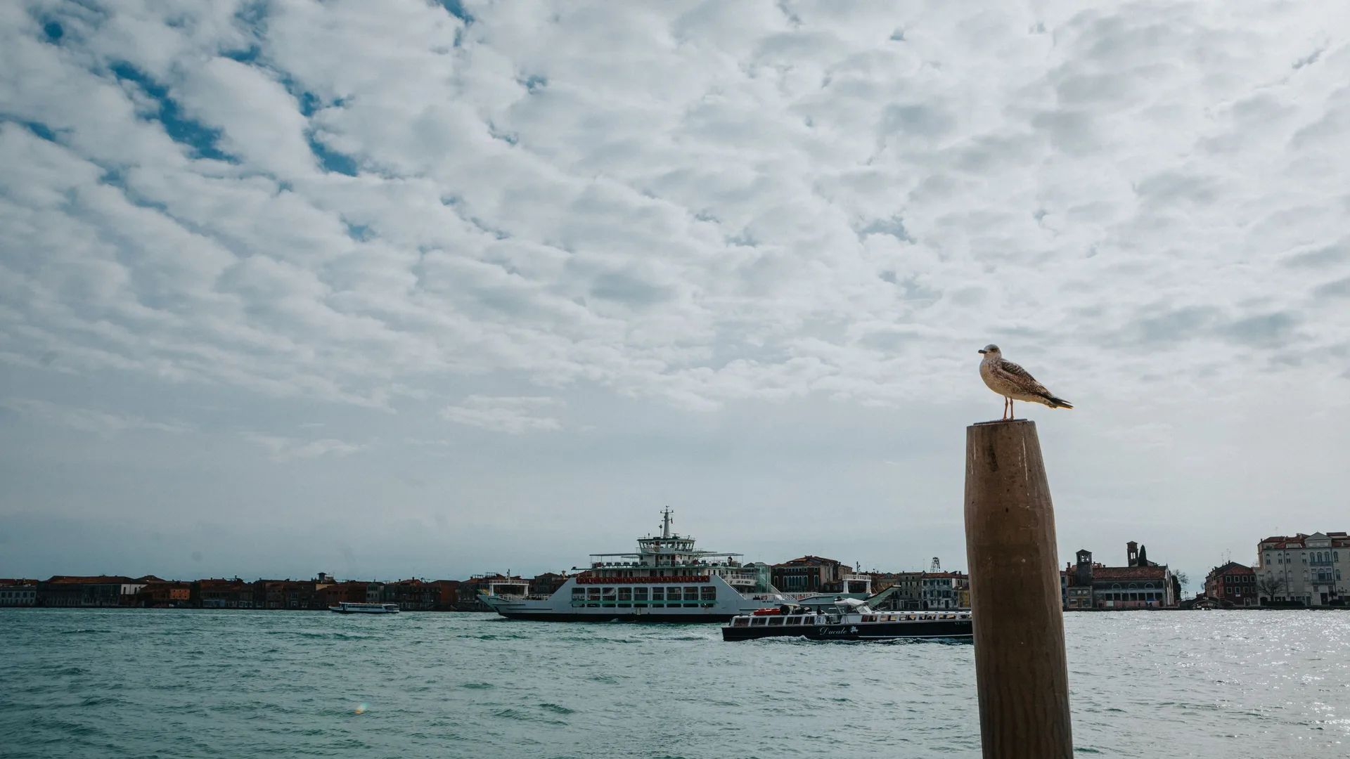 A seagull perched on a post above the Venice lagoon with a cruise ship in the distance