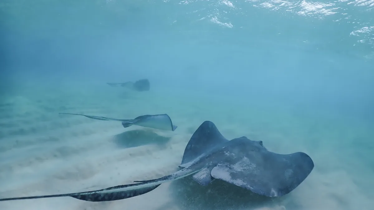 Southern stingrays gliding over a pale sand bottom in the shallow water of the North Sound, Grand Cayman