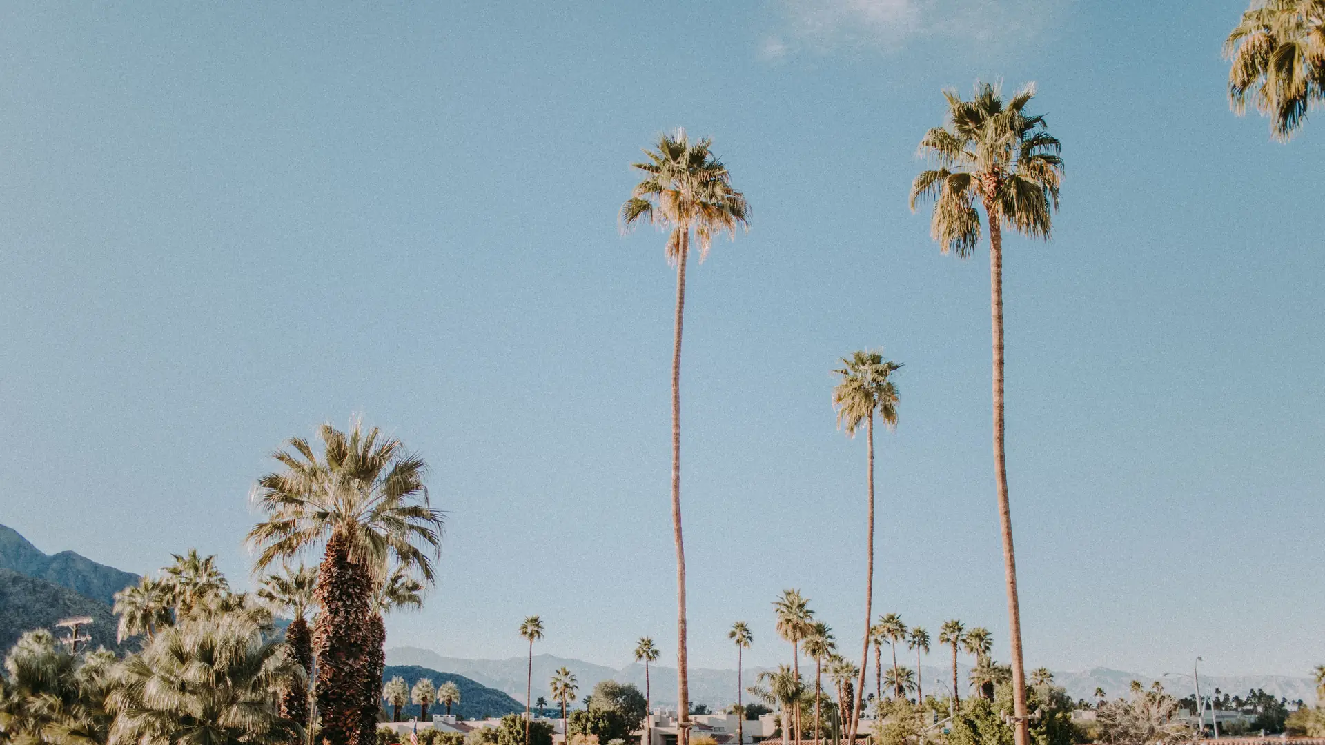 Tall, slender palm trees rising above low desert rooftops and distant mountains under a pale blue Palm Springs sky