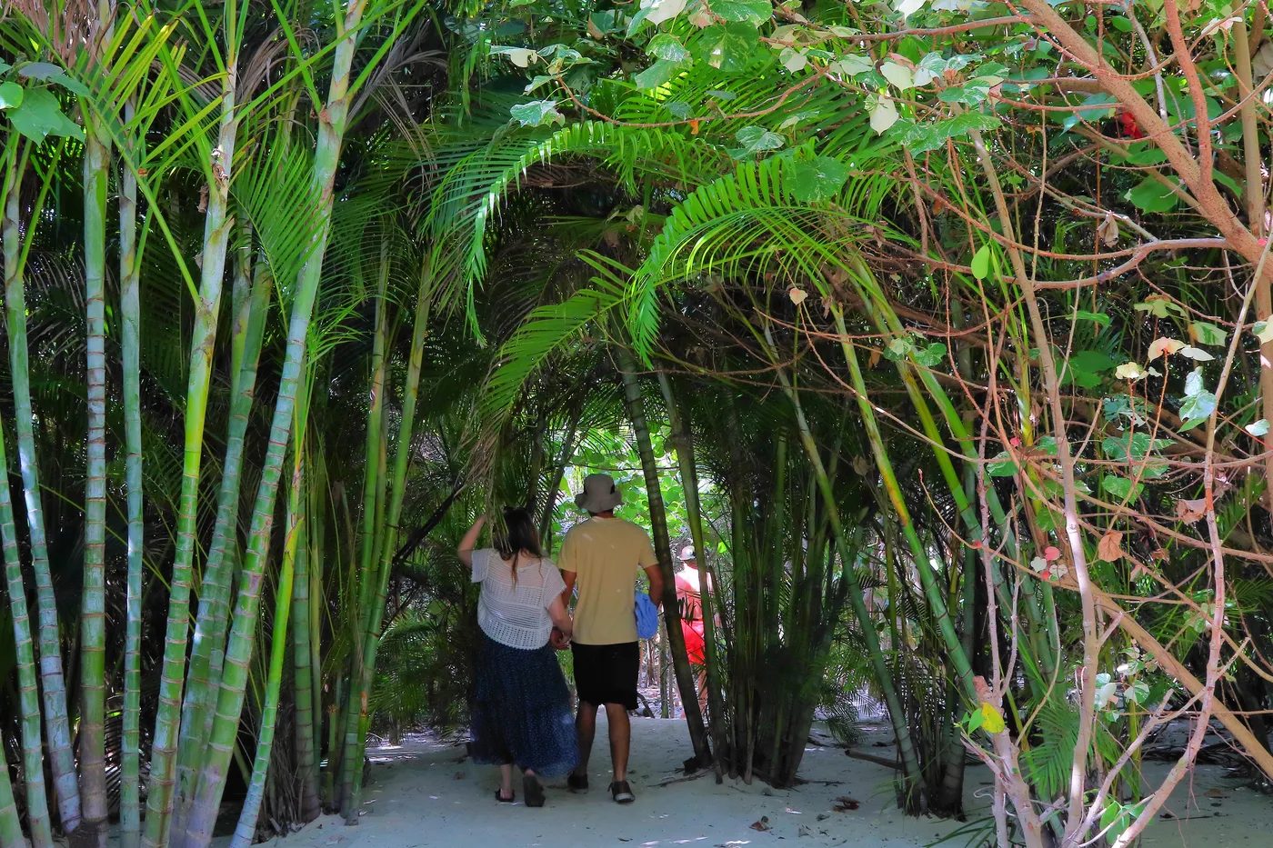 A soft sand path winding through bamboo and palms at CocoCay