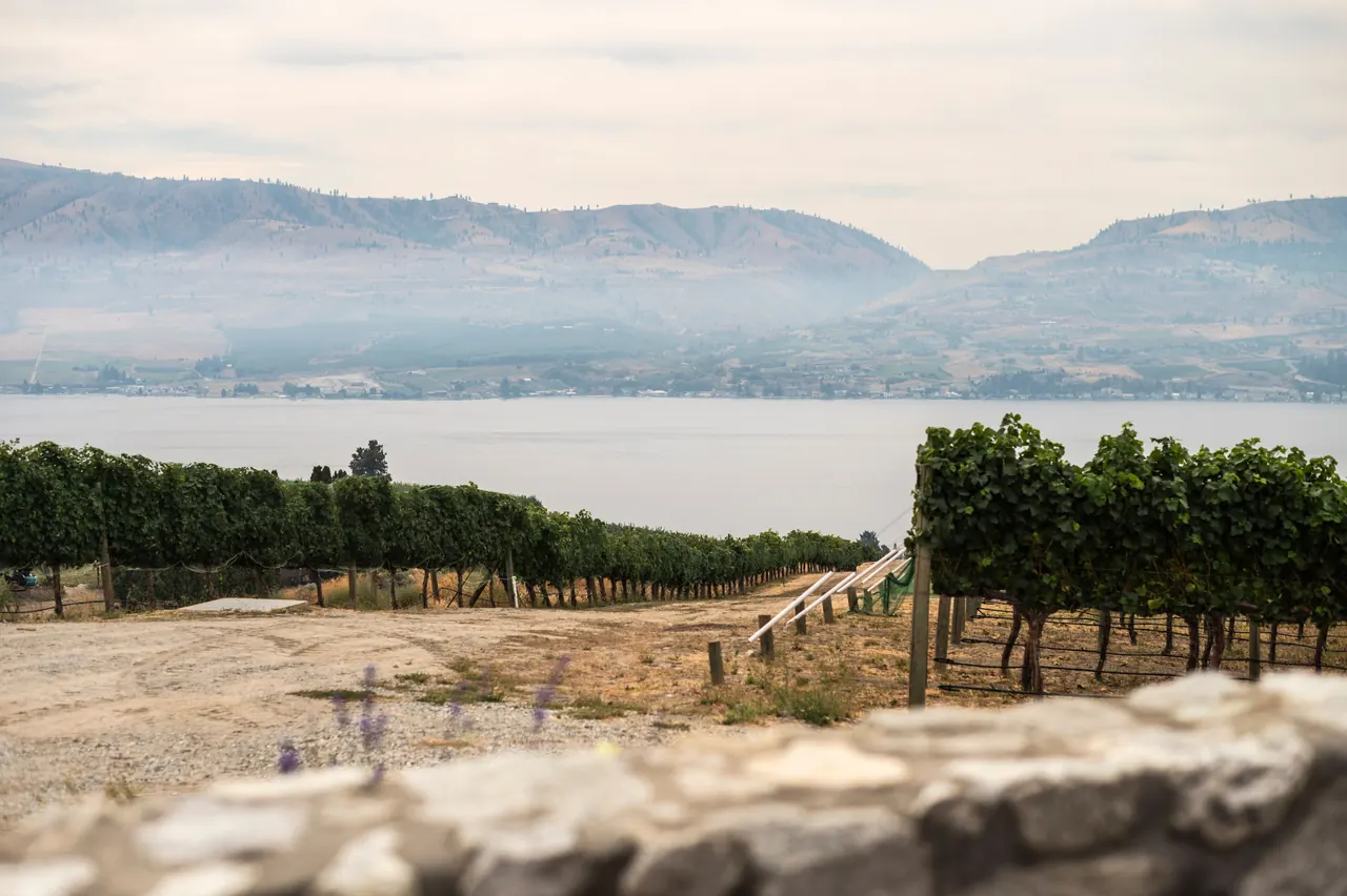 Scenic view of a vineyard with a tranquil lake and mountains in the background under a cloudy sky.