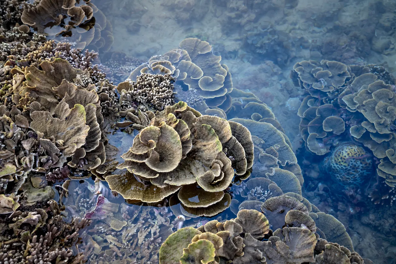 From above brown soft corals washed by warm shallow seawater in tropical habitat